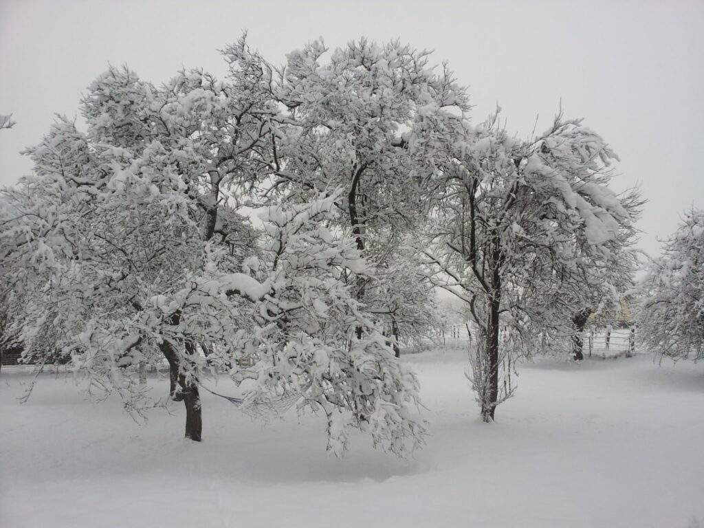 image d'arbres enneigés à Lachapelle-sous-Chaux
